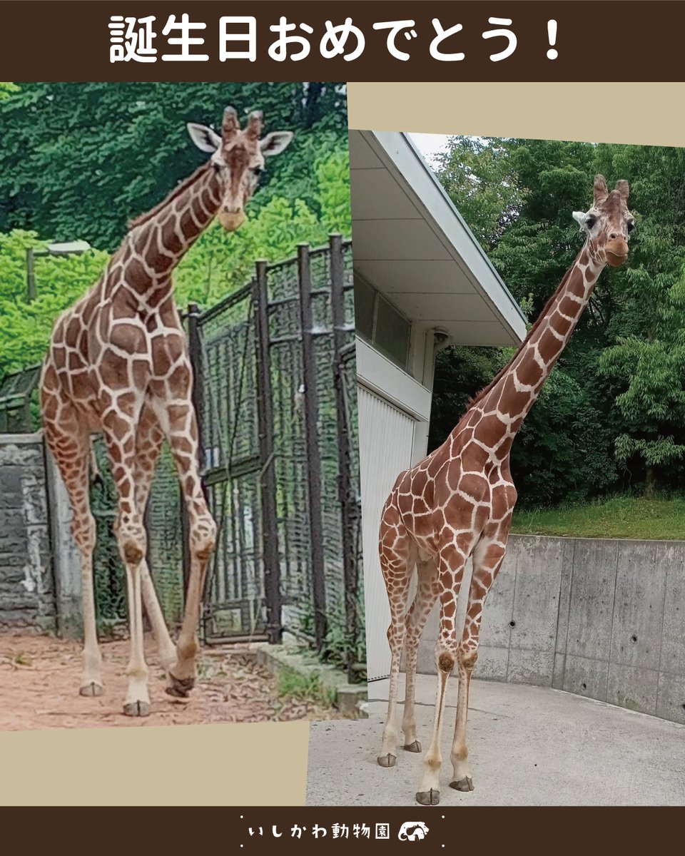 ishikawazoo_jp's tweet photo. 本日5/28はキリンのジャジャマルの誕生日です🦒🎉
5歳になりました！
驚きやすい性格はあいかわらずですが、体は少しがっしりとしてきたような…？
ジャジャマル、今年1年も元気に過ごそうね！

#いしかわ動物園
#キリン
#ジャジャマル
#ハッピーバースデー https://t.co/UgKdYDQqFT