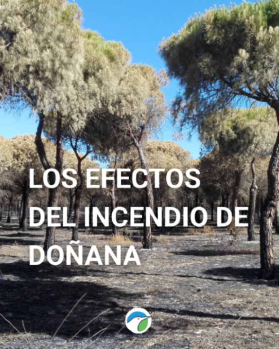 SEO_BirdLife's tweet photo. 🔥El incendio en el Parque Nacional de Doñana no solo afecta a paisajes: también a los que habitan allí.

Una vez que esté extinguido, habrá que comprender el desastre ecológico para evaluar los daños y tomar las medidas necesarias. 

Te lo contamos 👉 https://t.co/bVsbAx8mwf https://t.co/OtmIFocOgT