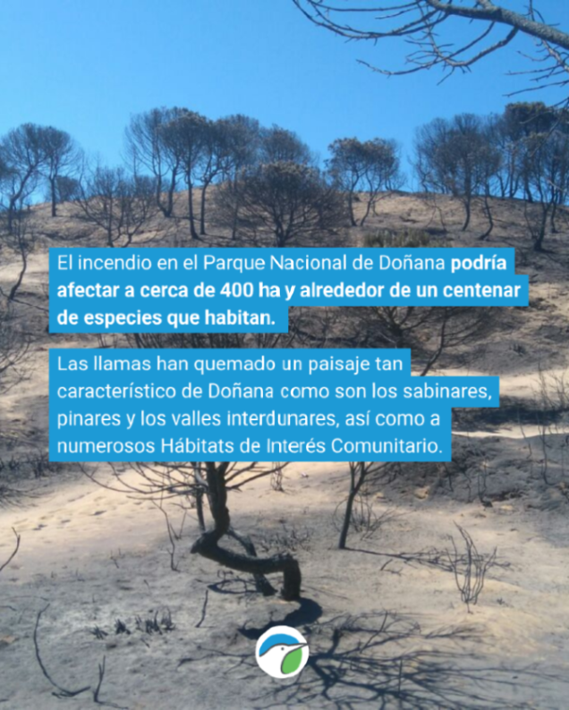 SEO_BirdLife's tweet photo. 🔥El incendio en el Parque Nacional de Doñana no solo afecta a paisajes: también a los que habitan allí.

Una vez que esté extinguido, habrá que comprender el desastre ecológico para evaluar los daños y tomar las medidas necesarias. 

Te lo contamos 👉 https://t.co/bVsbAx8mwf https://t.co/OtmIFocOgT