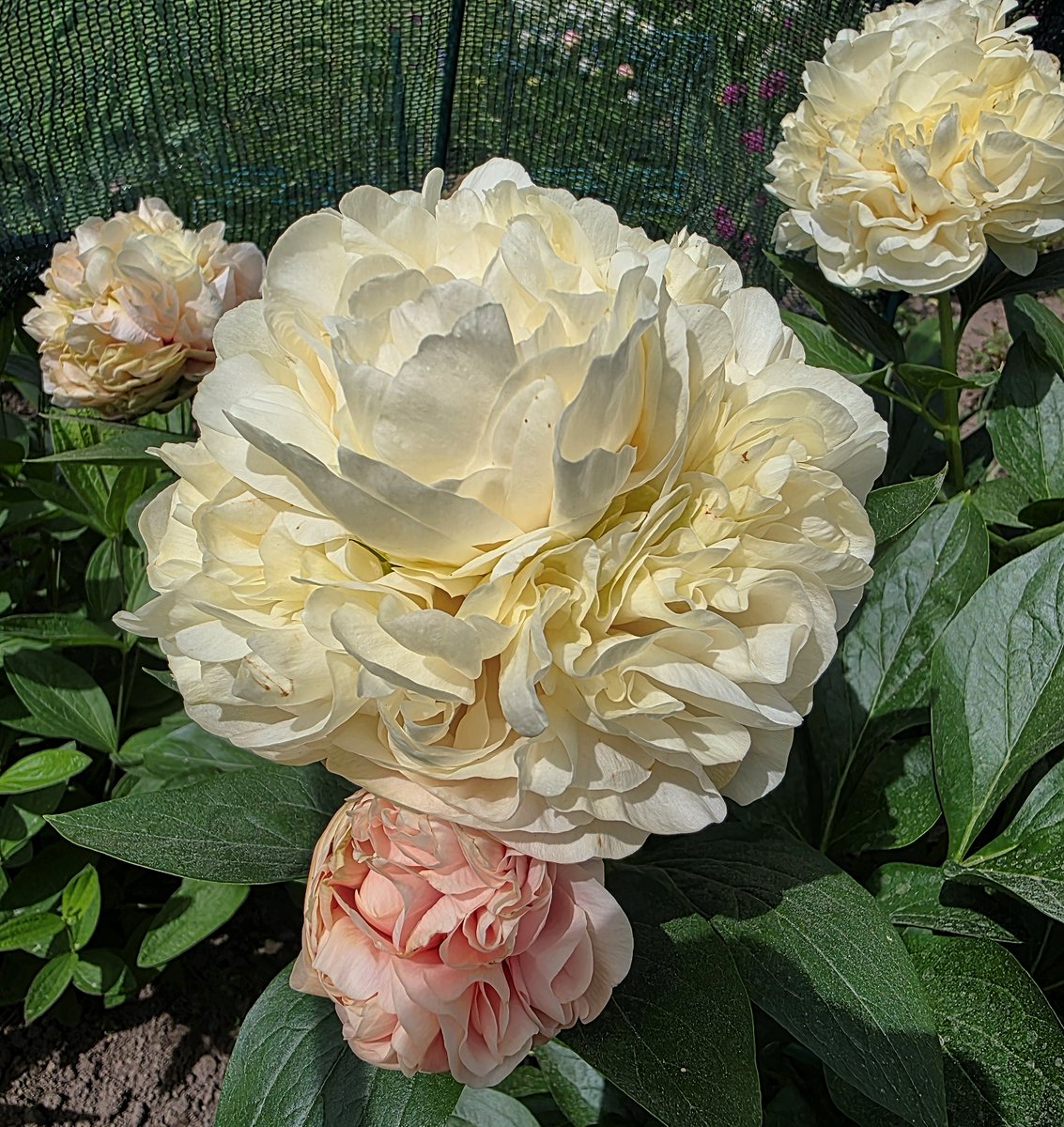 Vowk11's tweet photo. @Leesania ...могу предложить только фото пока 🥰 https://t.co/x6TXpLGzwe