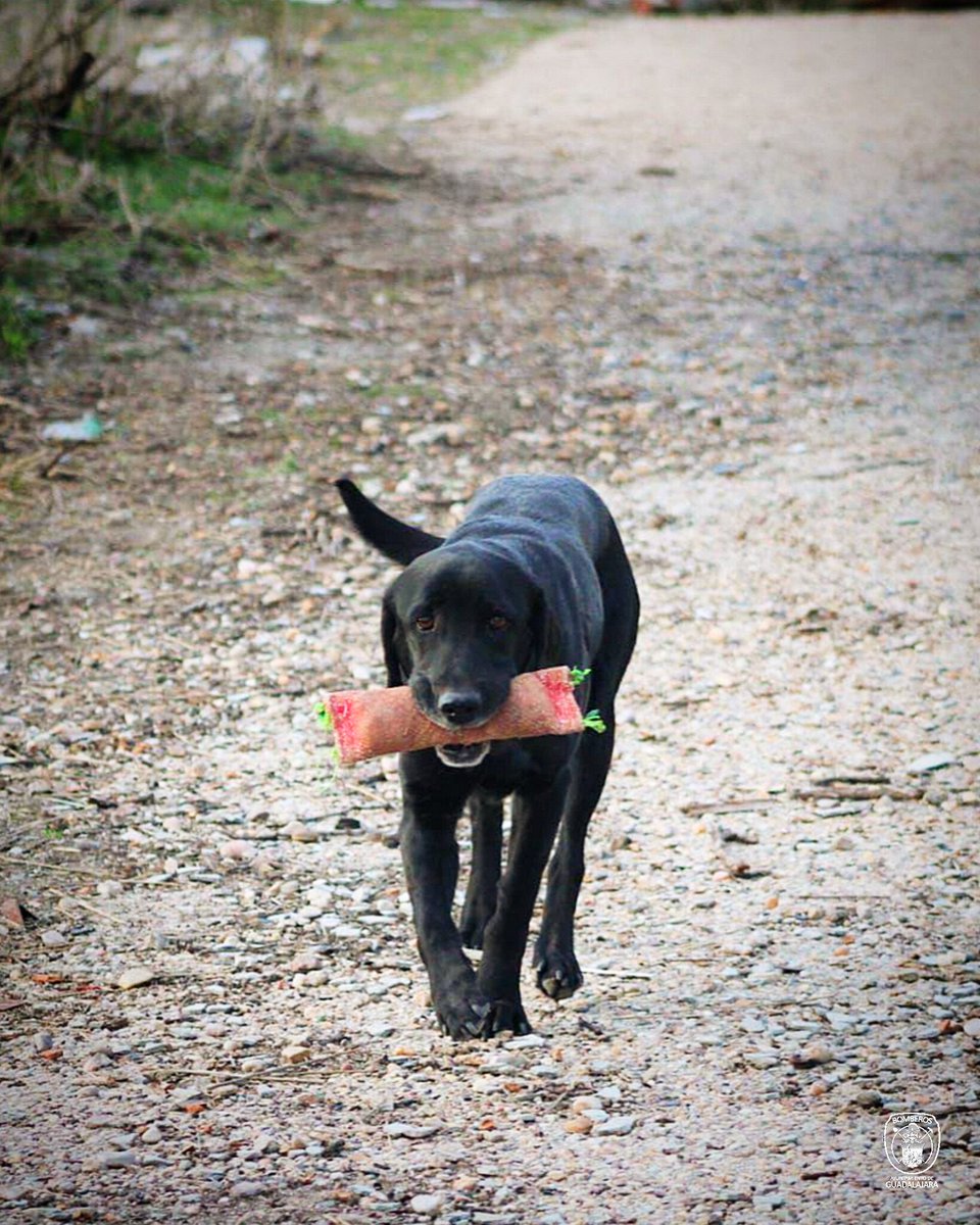 bomberosgu's tweet photo. 🖤 #BOMBEROS 👨‍🚒

Esta semana ha sido triste para @bomberosgu, y es que hemos dicho adiós a nuestra compañera Zhara 🐕

Han sido 14 años junto a David, al que desde aquí le mandamos todo nuestro cariño y nuestro ánimo 💪

#BomberosGU #SeguridadGU https://t.co/uYMfTeru17
