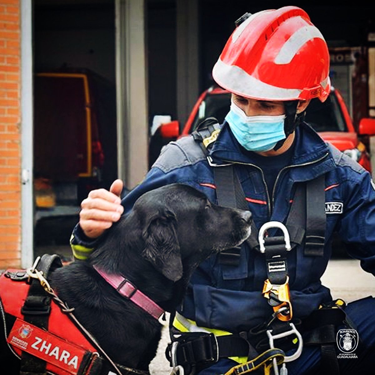 bomberosgu's tweet photo. 🖤 #BOMBEROS 👨‍🚒

Ella fue la pionera y con la que empezó el proyecto de la actual Unidad Canina de Rescate #K9, y ha sido un ejemplo de nobleza y trabajo, y así lo ha demostrado en todas las intervenciones en las que ha participado 🚒

#BomberosGU #SeguridadGU https://t.co/alZDQHahyI