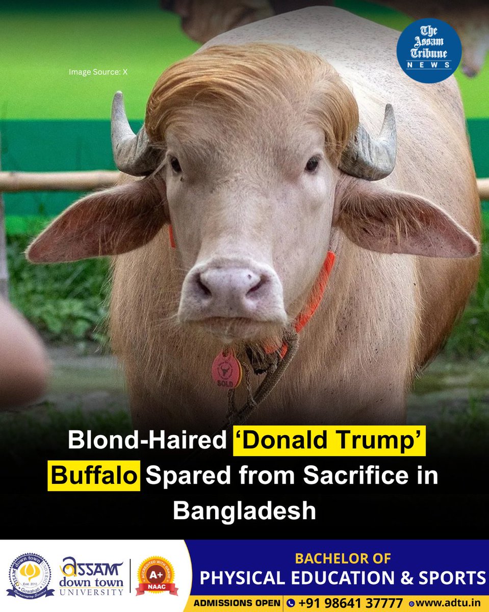 assamtribuneoff's tweet photo. Authorities in Bangladesh have halted the sacrifice of a rare albino buffalo named “Donald Trump” and decided to preserve it at the national zoo in Dhaka. The 700-kg buffalo, known for its flowing blond hair resembling the hairstyle of US President Donald Trump, was taken into official custody just hours before it was to be sacrificed during Eid celebrations on May 28.

The buffalo’s owner, Moniruz Zaman, said police informed him that the government wanted to preserve the animal due to its rarity. He agreed to hand it over peacefully after authorities assured him he would either receive compensation or another animal in exchange. Zaman had purchased the buffalo only three days earlier for sacrifice at his home in Keraniganj, near Dhaka.

Police officials said livestock experts believed the buffalo was still young and could live for several more years. National zoo curator Atiqur Rahman confirmed that special arrangements, including a separate shed and caretaker, had already been made for the animal.

The buffalo’s former owner, agro-farm operator Zia Uddin Mridha, said his brother had named it “Donald Trump” because of its unusual blond hair. The animal had already become popular on social media and attracted visitors before being sold.

Albino buffaloes are extremely rare in Bangladesh, where most buffaloes are dark-skinned. Local reports said its cream-coloured body, pinkish nose and long blond hair made it stand out during Eid cattle trading.

#Eid #DonaldTrump #Bangladesh #TheAssamTribune

@realDonaldTrump