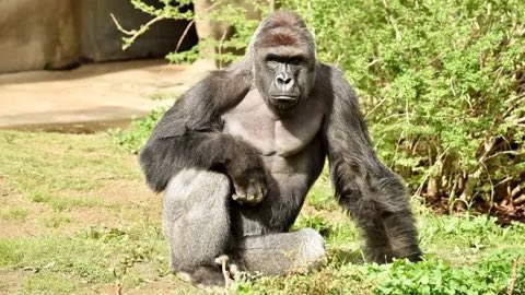 Goviie's tweet photo. Life as we know it hasn’t been the same for the past 10 years. Dicks out for Harambe! RIP legend. https://t.co/J5J6lP58XD