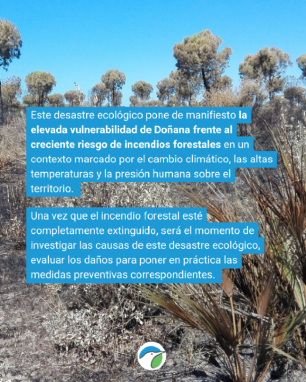 SEO_BirdLife's tweet photo. 🔥El incendio en el Parque Nacional de Doñana no solo afecta a paisajes: también a los que habitan allí.

Una vez que esté extinguido, habrá que comprender el desastre ecológico para evaluar los daños y tomar las medidas necesarias. 

Te lo contamos 👉 https://t.co/bVsbAx8mwf https://t.co/OtmIFocOgT