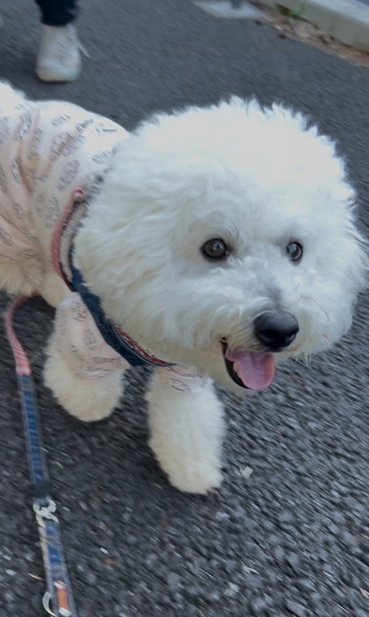 動かない犬 形が定まらない犬 (@papoter_dog) / Posts / X