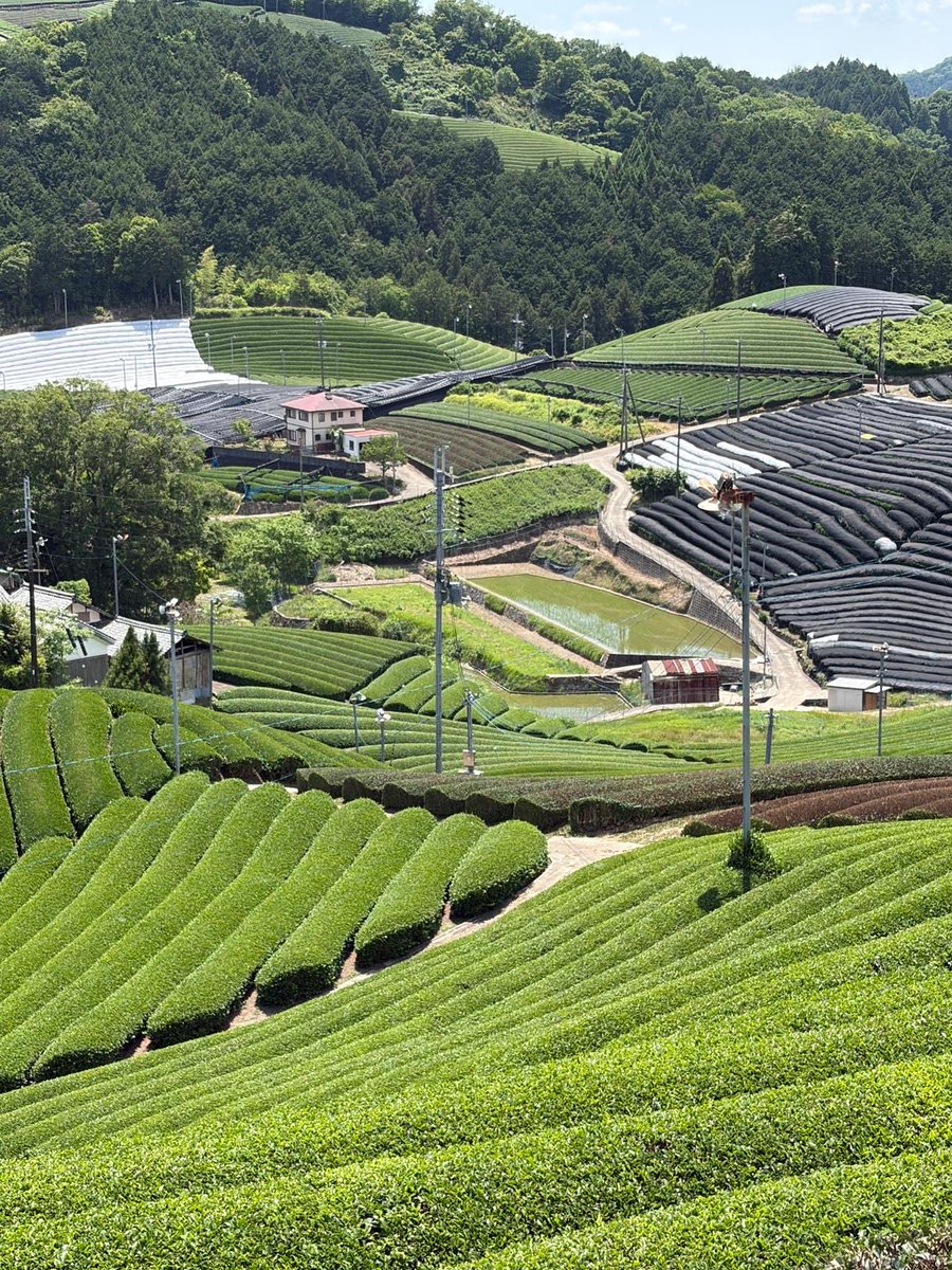 eggnaraymca's tweet photo. Tea field experience was held in Wazuka cho. Tea plantation blanket the rolling hills and tea trees were covered with black shade cloths to protect tea trees from sunburn.
We strolled around tea field , enjoyed tea leaves picking experience and had the lecture how to serve tea. https://t.co/Tk77clnJR0