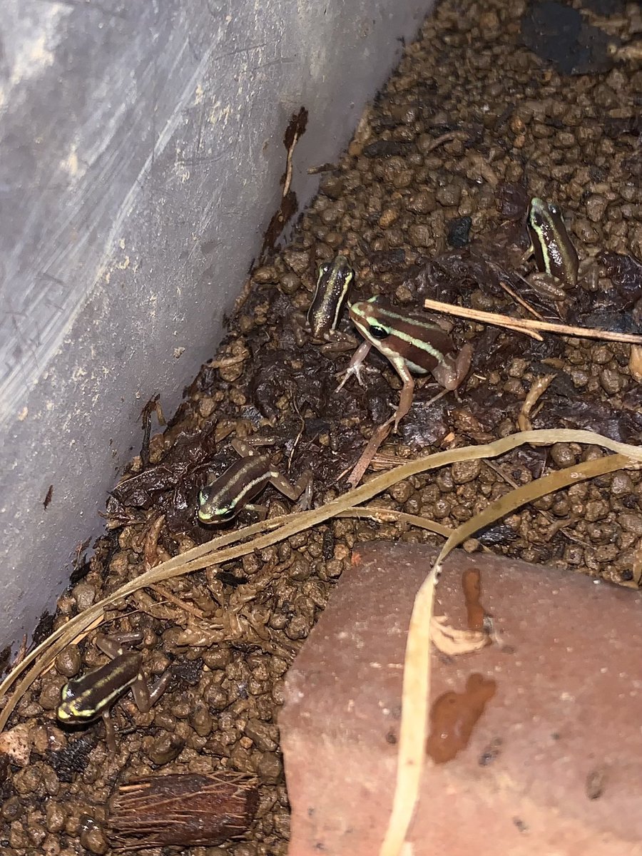 kurokenfarm's tweet photo. 5/31(日)アクアリウムバス
出品生体
ステルツナーヒキガエル
ミイロヤドクガエル
ベトナムコケガエル

4階でお待ちしております

#アクアリウムバス https://t.co/PNlHaumt7K