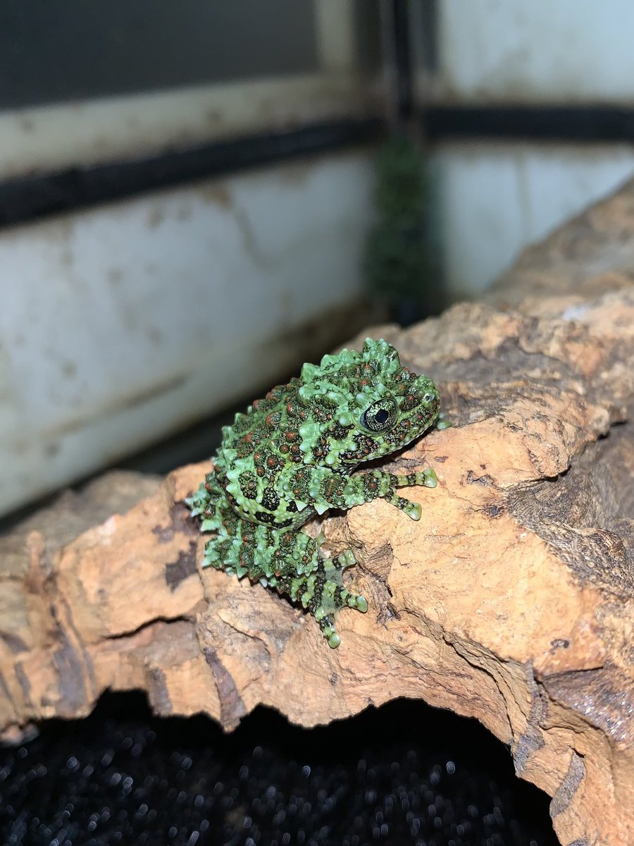 kurokenfarm's tweet photo. 5/31(日)アクアリウムバス
出品生体
ステルツナーヒキガエル
ミイロヤドクガエル
ベトナムコケガエル

4階でお待ちしております

#アクアリウムバス https://t.co/PNlHaumt7K