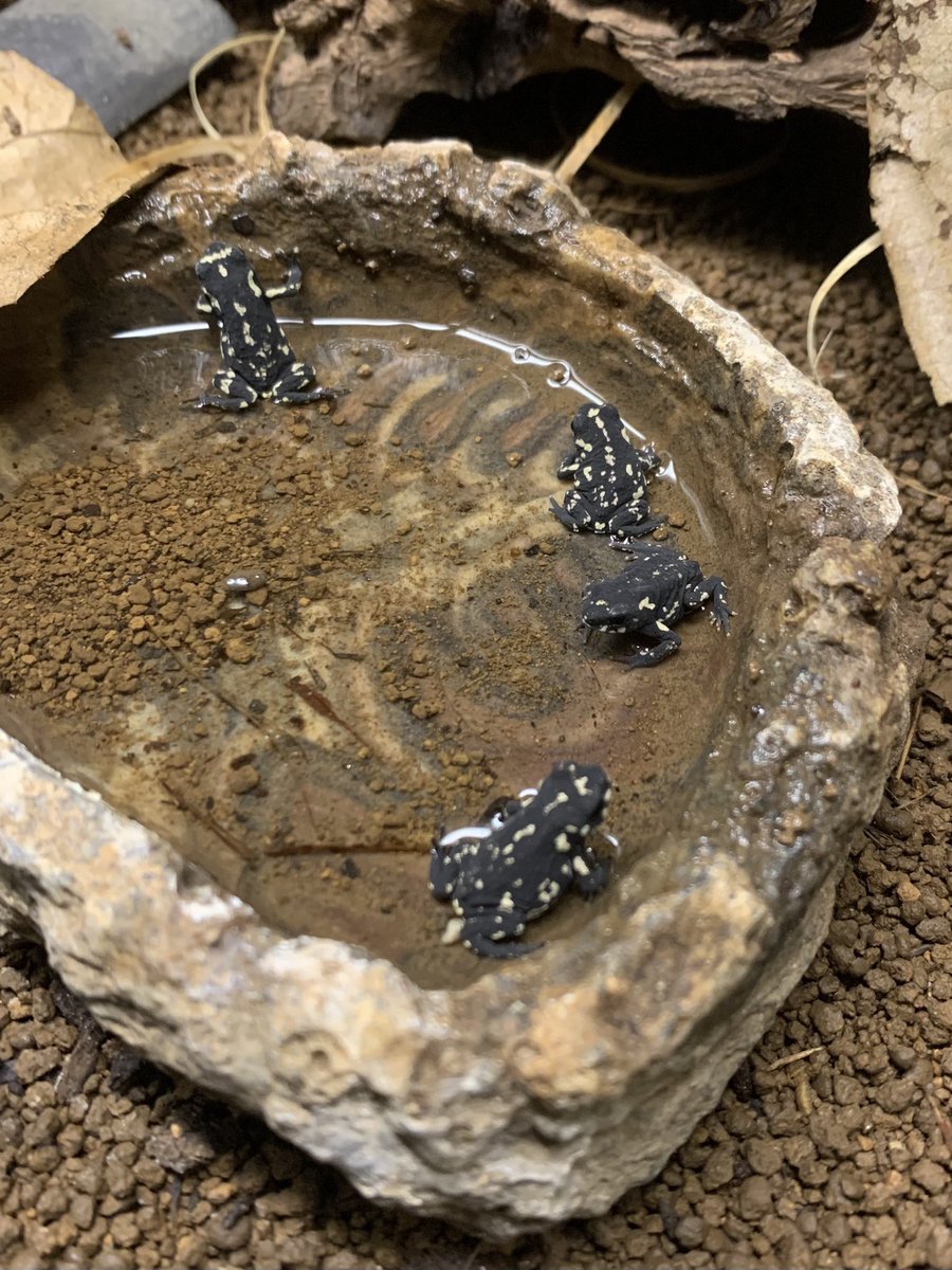 kurokenfarm's tweet photo. 5/31(日)アクアリウムバス
出品生体
ステルツナーヒキガエル
ミイロヤドクガエル
ベトナムコケガエル

4階でお待ちしております

#アクアリウムバス https://t.co/PNlHaumt7K