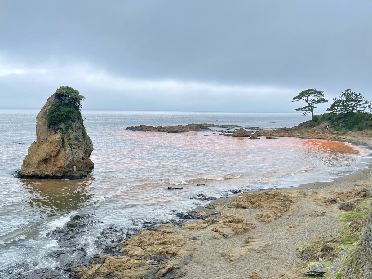 1174301's tweet photo. 今日の神奈川県の海。
赤潮？
一部が朱色に染まっていました。

#立石公園 https://t.co/0TfJforKDr