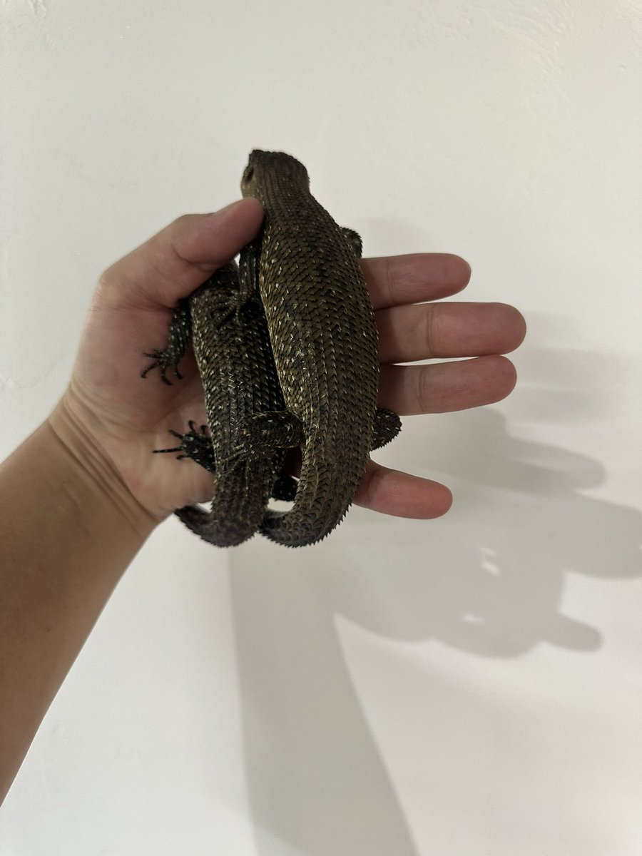Daruma_reptiles's tweet photo. カニンガムイワトカゲ 国内CB
フルアダルトpairは在庫していますが大き過ぎず小さ過ぎずナイスサイズの完品pairが入荷しています😊
このサイズから飼い込めば数年後にはワラワラと増えるのも夢ではないです！
#九州爬虫類フェス #九レプ https://t.co/IzucjEdZM5