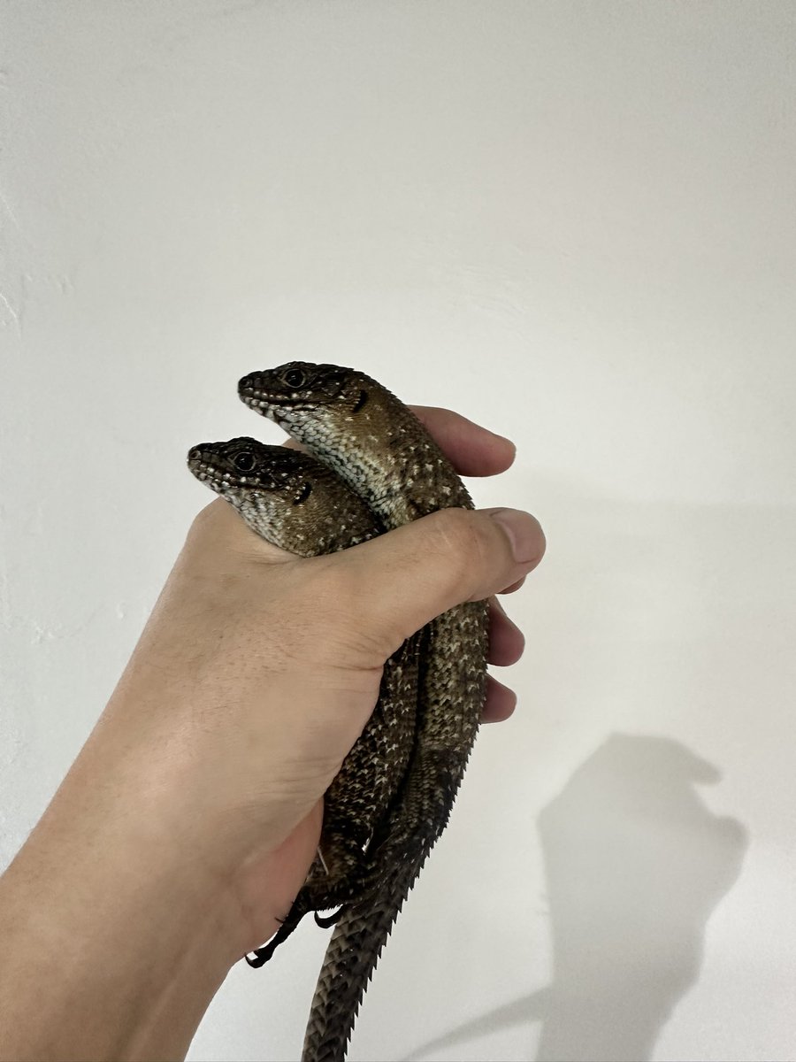 Daruma_reptiles's tweet photo. カニンガムイワトカゲ 国内CB
フルアダルトpairは在庫していますが大き過ぎず小さ過ぎずナイスサイズの完品pairが入荷しています😊
このサイズから飼い込めば数年後にはワラワラと増えるのも夢ではないです！
#九州爬虫類フェス #九レプ https://t.co/IzucjEdZM5