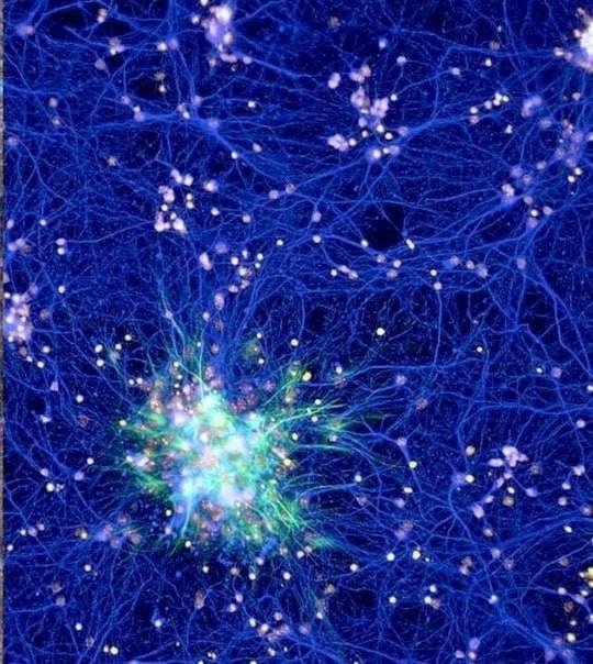 Alaska0420's tweet photo. @beffjezos The first image is a cluster of galaxies, and the second is neurons in a mouse brain. https://t.co/5DFUMWec3n