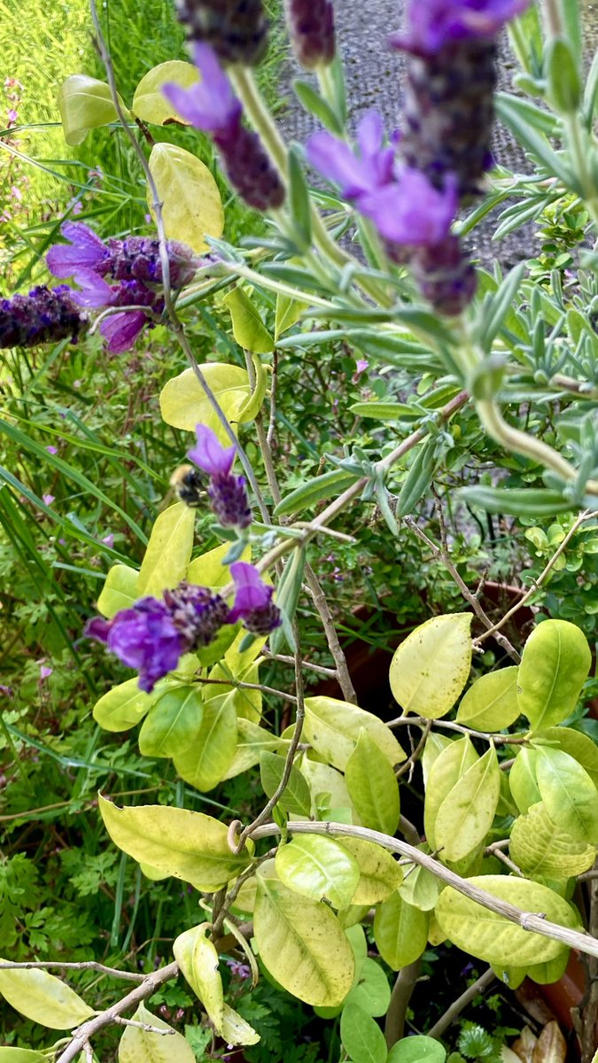 madeleinemaste4's tweet photo. Bees on the lavender
And thatโs a really old
Japonica underneath
next to an ilex shrub
#outfront #Thursday
Doing the rounds ๐ https://t.co/pfAEL6qPuH
