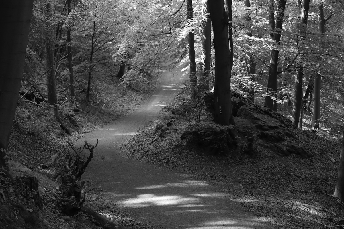 DrCKaiser's tweet photo. #photo #Photography #landscape #monochrome #blackandwhite #trees #forest #path #blackandwhitephotography #landscapephotography https://t.co/IcrctgZTeK
