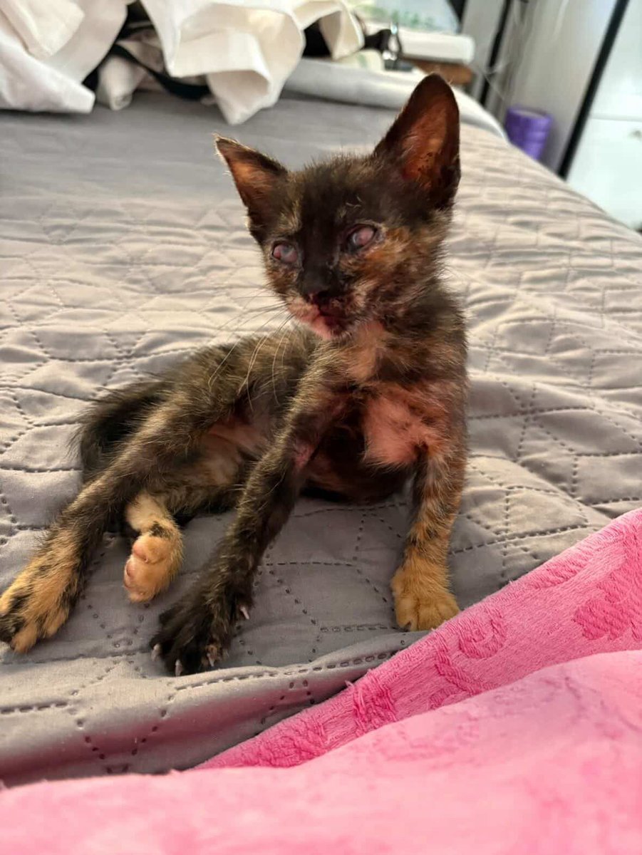 f_lo_morant's tweet photo. GALA EN ADOPCIÓN! Es una carey de 1 mes y medio preciosa. Al rescatarla tenía los ojitos muy mal y se ha quedado ciega. Busca una familia que la ame  Hace vida totalmente normal, sube y baja de la cama y del sofá, juega, usa el arenero Es autónoma para todo

655 44 15 14 Ainhoa https://t.co/fltyw1UEFz