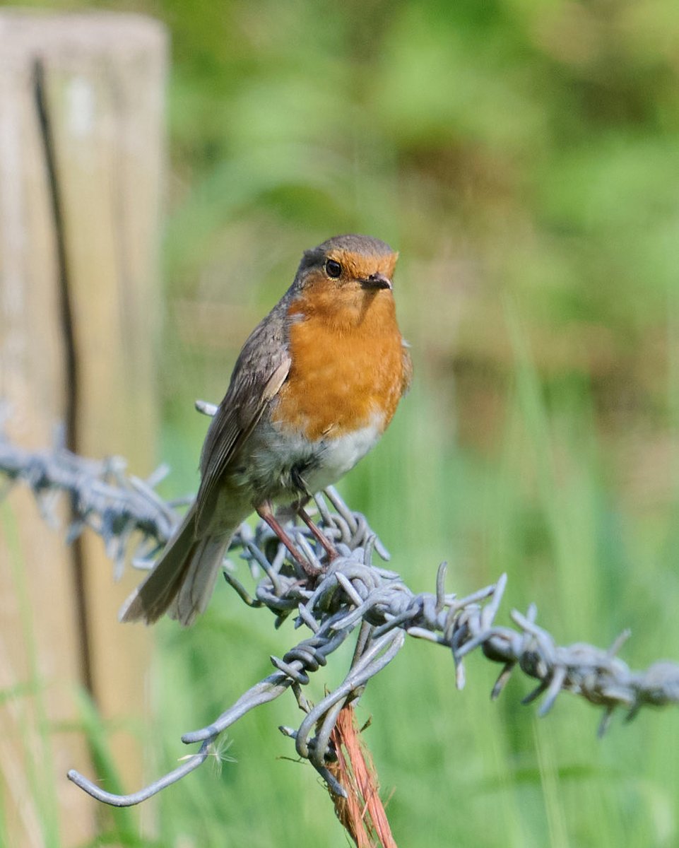 paulhayes55's tweet photo. Robin. https://t.co/ys17IEZxIT
