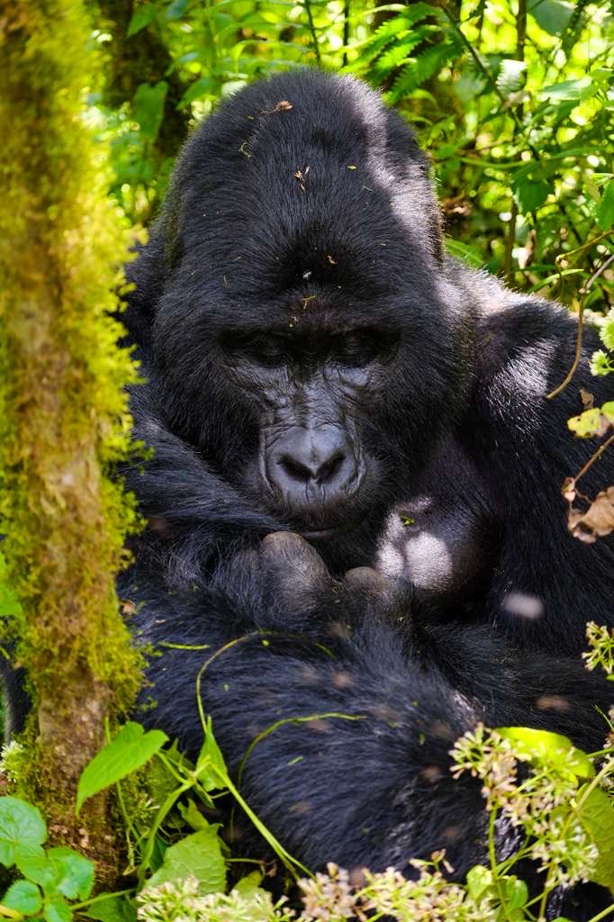 S2GTours's tweet photo. TBT to an unforgettable Rwanda–Uganda gorilla trekking adventure 

Shared by our amazing clients alongside colleague Obed.

Plan yours 📲 https://t.co/geKKjXJ6pK #Safari2GorillaTours #TBT https://t.co/lFeKNWmI4r