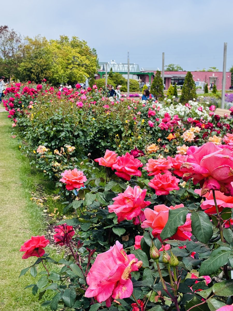 send_ai2011's tweet photo. #せんだい農業園芸センター で開催中のバラ祭り🌹約200種1200株のバラが咲き誇る華やかなガーデンで、素敵なひとときが過ごせます😊
6/7(日)まで開催中！ぜひ足をお運びください🌹
▼詳しくはこちら
https://t.co/bfCVmA5lN9 https://t.co/1vK9ZNSuAX