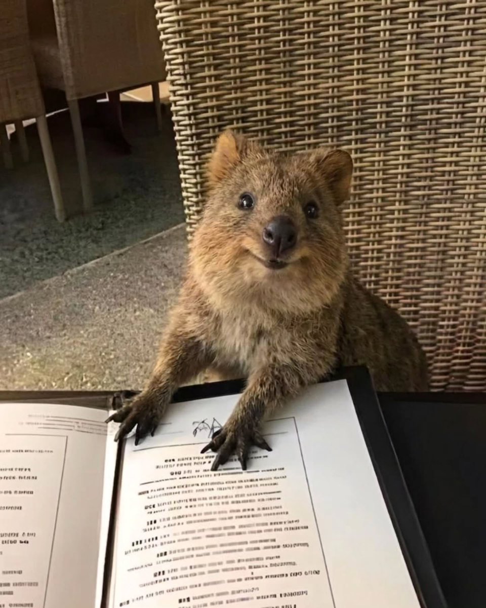 LaMaisonPresse's tweet photo. Un restaurant australien a mis une pancarte disant « ne laissez pas entrer le quokka », mais il est entré parce qu'il ne sait pas lire. https://t.co/2GeRXXKVC2