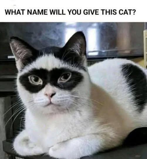 MahikRani50377's tweet photo. What name will you give this cat 🤔? https://t.co/Ruxt1bumFF