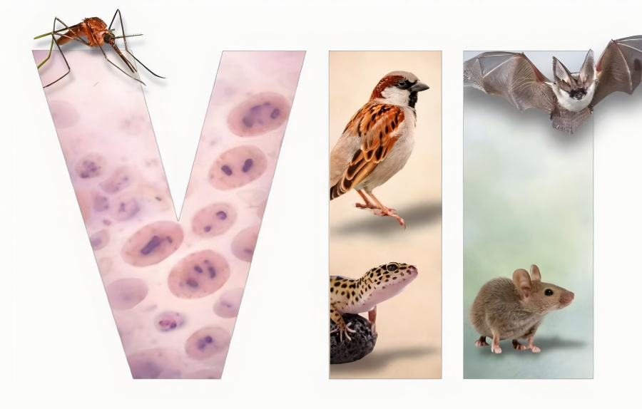 IntegrativeZool's tweet photo. VII International Conference of Malaria and other blood Parasite of Wildlife &amp; IV International Symposium of Wildlife Diseases Research Network, which will take place in Badajoz, Spain, from 02 - 05 September 2026. https://t.co/P9byUG9XB7