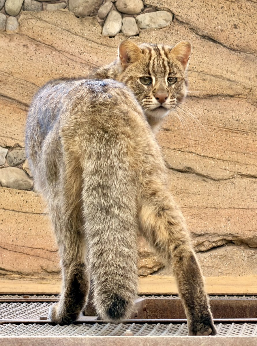 yoccy445's tweet photo. 急に振り向いた❗️🥰

(2026年5月18日撮影)

#那須どうぶつ王国 #動物園 #アムールヤマネコ #ネコ #NasuAnimalKingdom #zoo #LeopardCat #cat https://t.co/7E0WtOF1kX
