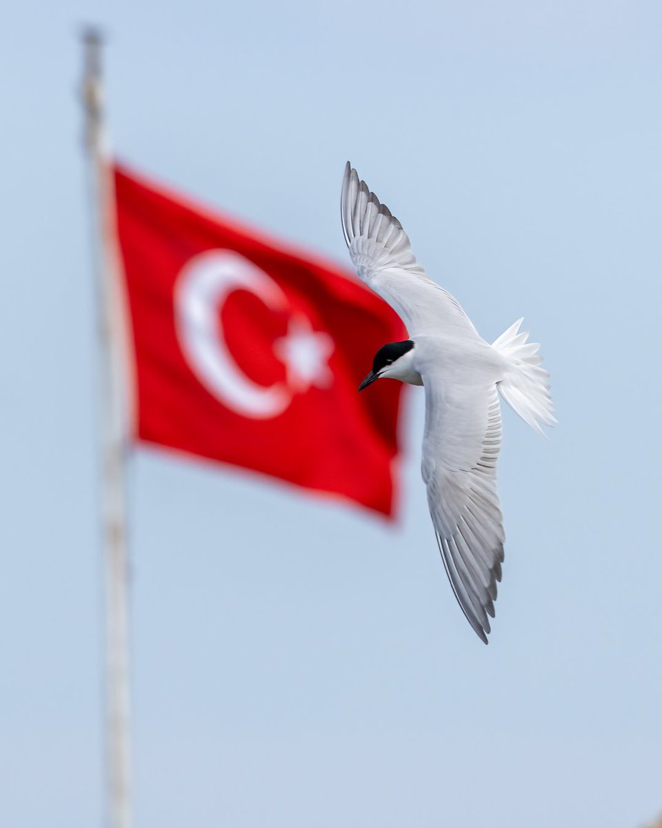 NejdetSungur's tweet photo. Öz yurdunda garipsin, öz vatanında parya! https://t.co/b7S9OS6MSv