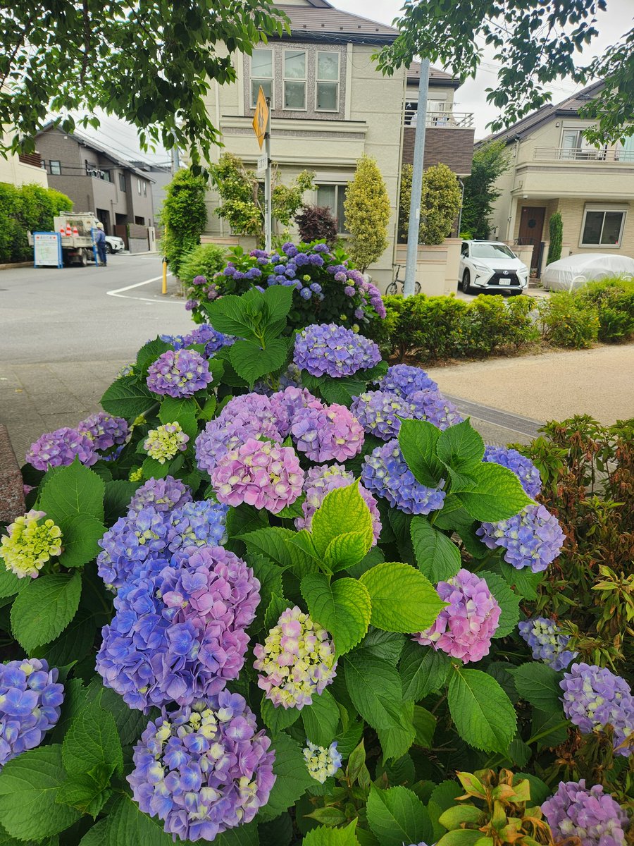 紫陽花 紫陽花の饗宴②。 明日5/29(金曜)オンエア ○AM0時～0時30分 CD『Wind