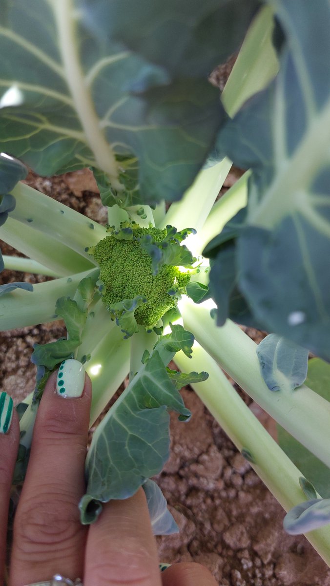 itapdipualba's tweet photo. Necesidades hídricas💦cultivos Albacete. Consumo:2⃣1⃣ al 2⃣7⃣ de mayo. Previsión: 2⃣8⃣ al 3⃣ de junio. Cebolla con 4-5 hojas, brócoli en inicio formación de pellas y albaricoquero en maduración. https://t.co/LOgp6bpCYh https://t.co/kvTg8UXwU0