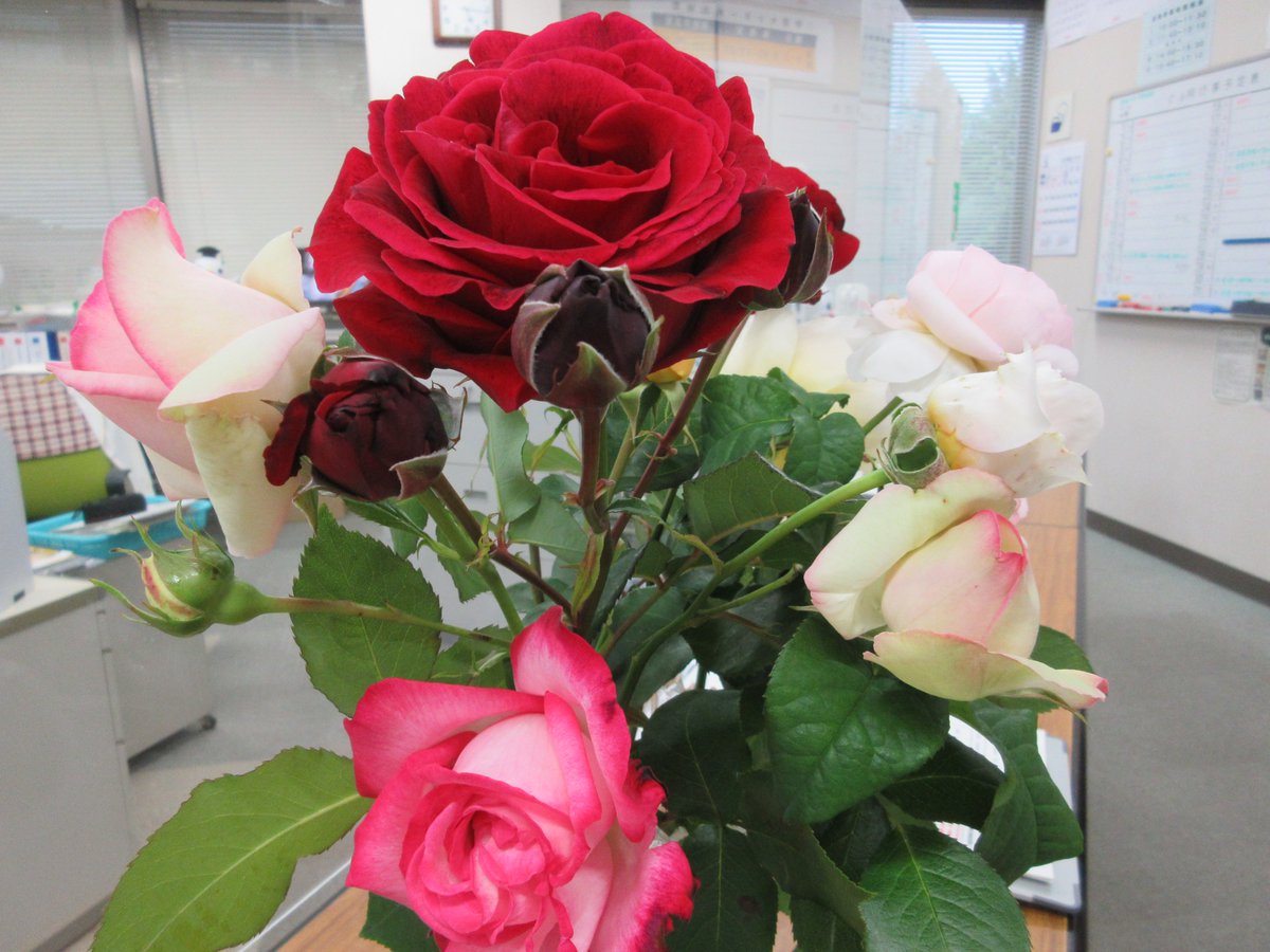 OUJIwateSC's tweet photo. 今日、学生さんがバラなど色とりどりのお花を、お庭から摘んで持ってきてくださいました💐 以前ご紹介した、当センター最高齢の学生さんです。 
岩手学習センター内に飾っていますので、ご来所の際はぜひ見てみてくださいね✨ とても華やかで癒されます🌿😊 https://t.co/da0GohlCrB