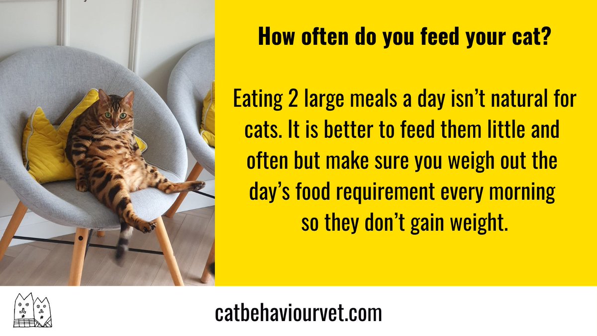 catbehaviourvet's tweet photo. The ancestor of domestic cats eats 8-20 small meals a day.  You can help your cat by making their feeding regime more natural. https://t.co/VPgdD0pmr0