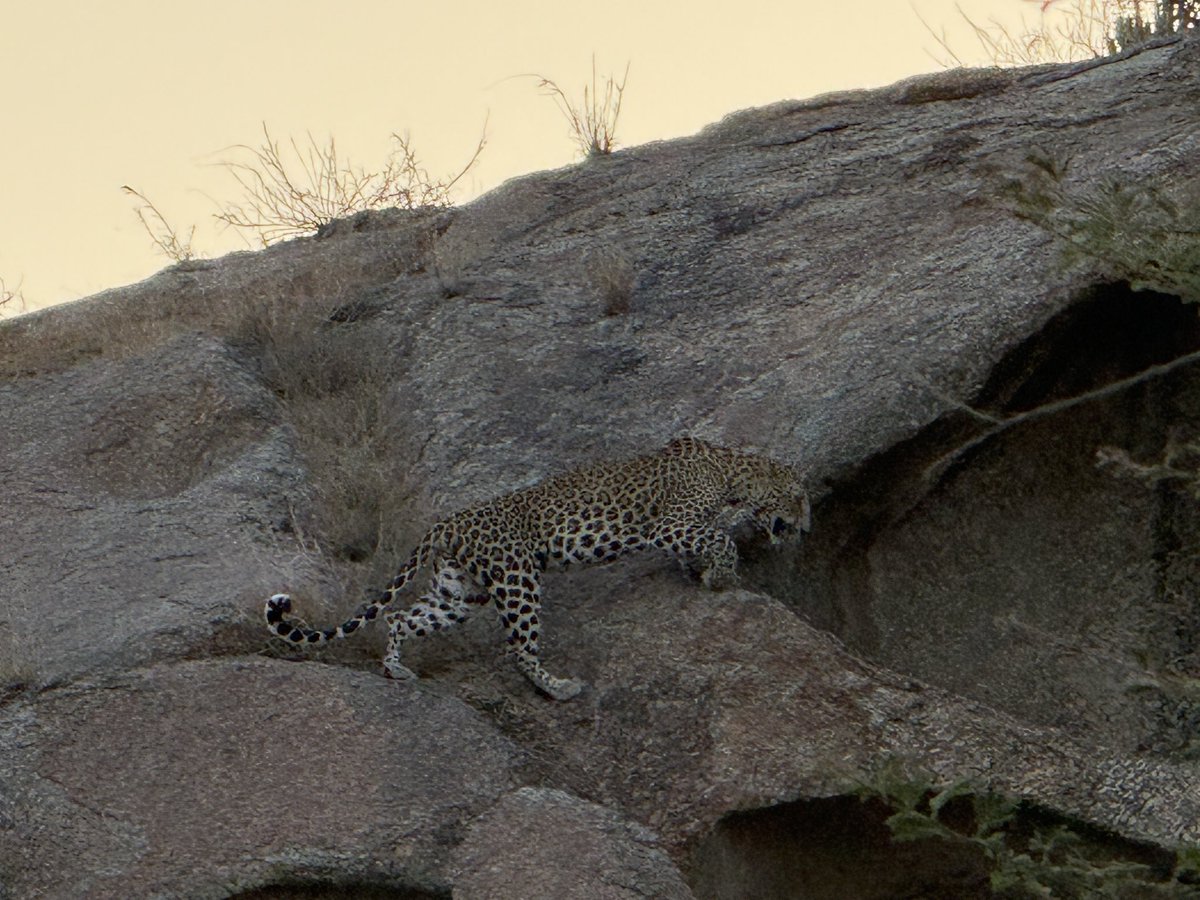 dave_janak's tweet photo. #Jawai | #Leopard #Rajasthan https://t.co/4wZJD2jugr
