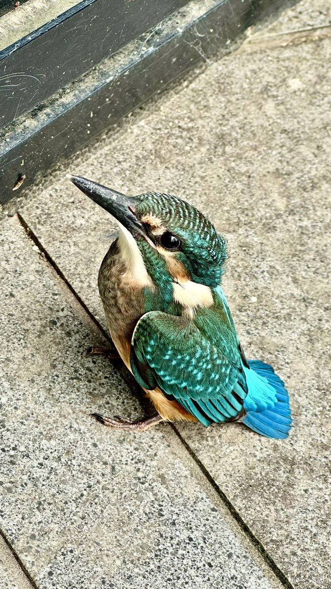 chalahan's tweet photo. 職場の窓ガラスに激突し、しばらく脳震とう？で身動き出来なかったカワセミくん。
3〜4時間後にはなんとか回復したみたいで良かったです😊

#カワセミ #激突 #脳震とう https://t.co/YJh2uaN0Z7