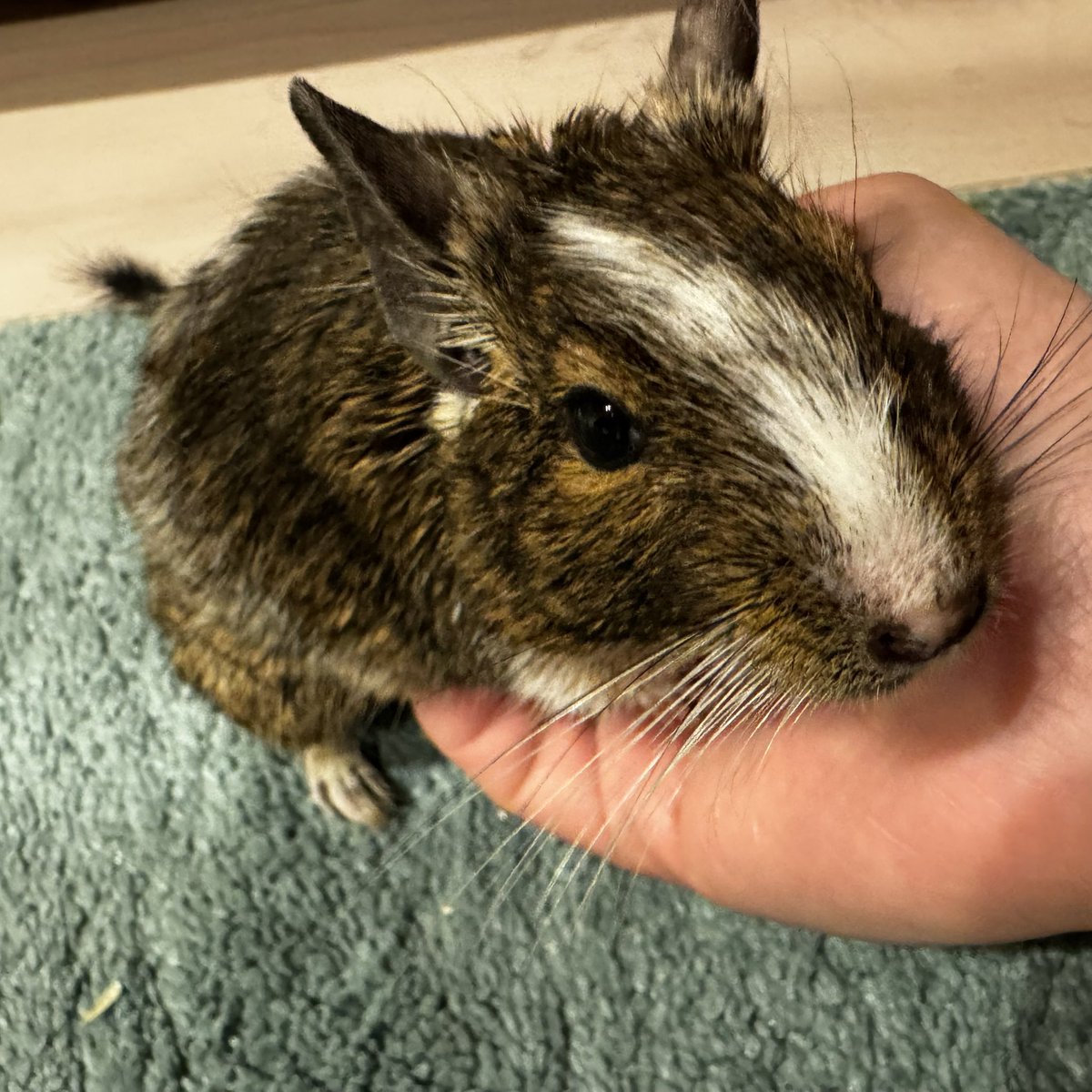 🐹うり♡にに🐭 tweet media