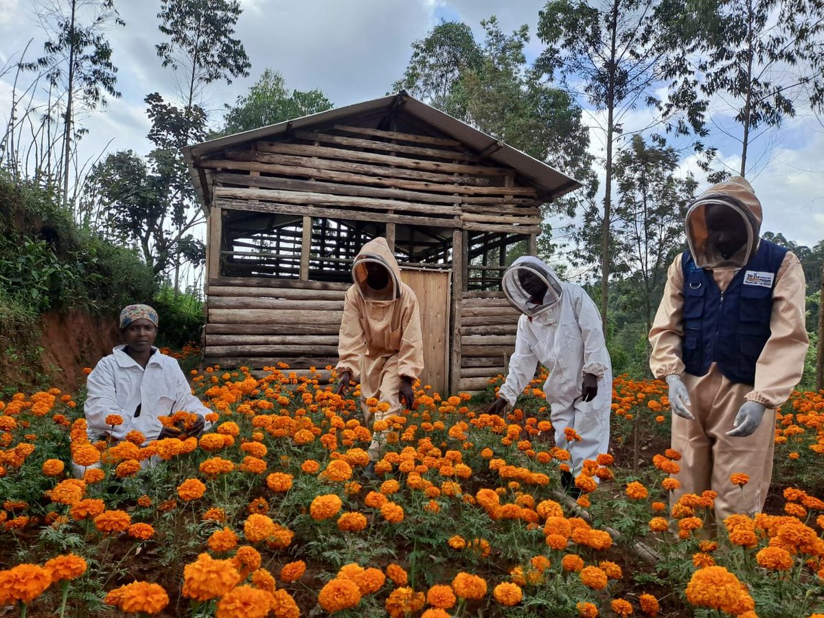 Sfrwanda1's tweet photo. Through SFR’s youth empowerment initiative in #NyamashekeDistrict, Rangiro Bee Cooperative is strengthening beekeeping, flower cultivation for nectar production, savings activities, and small businesses while expanding honey production opportunities for its 65 youth members. https://t.co/usSgadyVAj