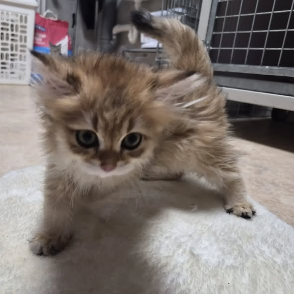 yolandaschultes's tweet photo. Kopie Tierheim Aachen
Fundkitten aus Achern
Dieses Kitten wurde gestern in Achern "Am Stadtgarten" im Treppenhaus in einer Transportbox abgestellt.
Wer kennt es oder hat etwas beobachtet?
*Update: das Kitten befindet sich erstmal auf einer Pflegestelle bei gleichaltrigen Kitten. Falls sich niemand meldet und das Kitten in die Vermittlung kommt teilen wir dies mit, daher bitte erstmal keine Vermittlungsanfragen.
Aber auch hier schon vorab der Hinweis: Kitten werden bei uns nur zu zweit oder zu einer bereits vorhandenen Katze/Kater vermittelt*
+49 7841 6406864
tsv@tierschutz-achern.de