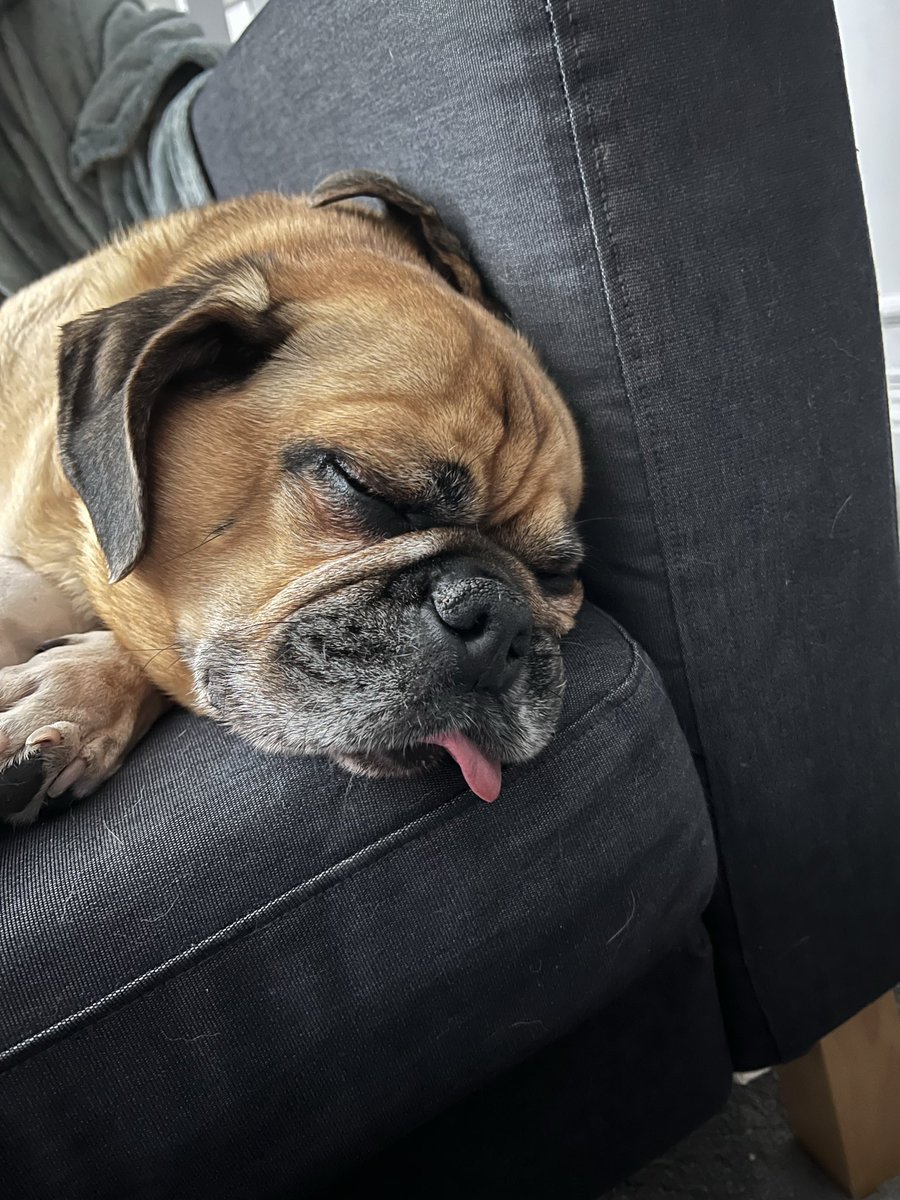Buzz_Puggle's tweet photo. Happy 12th Birthday to this handsome dog and best friend !! 🎉 🎂 Happy Birthday Buzz !! https://t.co/49XQ94gOhP