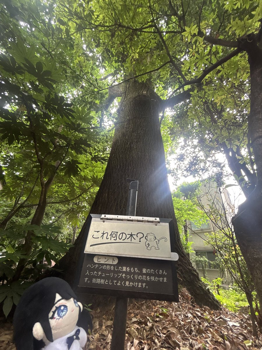 maria_uzaki's tweet photo. ②池袋の森で「ぬい活」してみた🌲

ぬいと撮ることで、いろんな植物の発見にもなり
さらに森を楽しめますね♪

#ぬい活 #ぬい撮り #池袋 #池袋の森
#ちびまり https://t.co/siQR6B910s