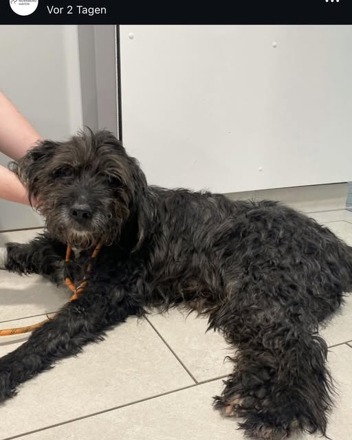 yolandaschultes's tweet photo. Kopie Tierheim Nürnberg
DRINGEND Besitzer gesucht!
Das ist Black, ein kastrierter Rüde, 17 Jahre alt! Er wurde am 26.05. am Haselbuck in Fürth gefunden. Er ist gechipt und registriert, leider sind die Daten der Besitzer nicht mehr aktuell. Scheinbar hat er mal in Dresden gewohnt.
Leider geht es ihm sehr sehr schlecht und wir suchen dringend die Besitzer!
Wer kennt Black? Bitte meldet euch dringend!
+49 911 919890
info@tierheim-nuernberg.de