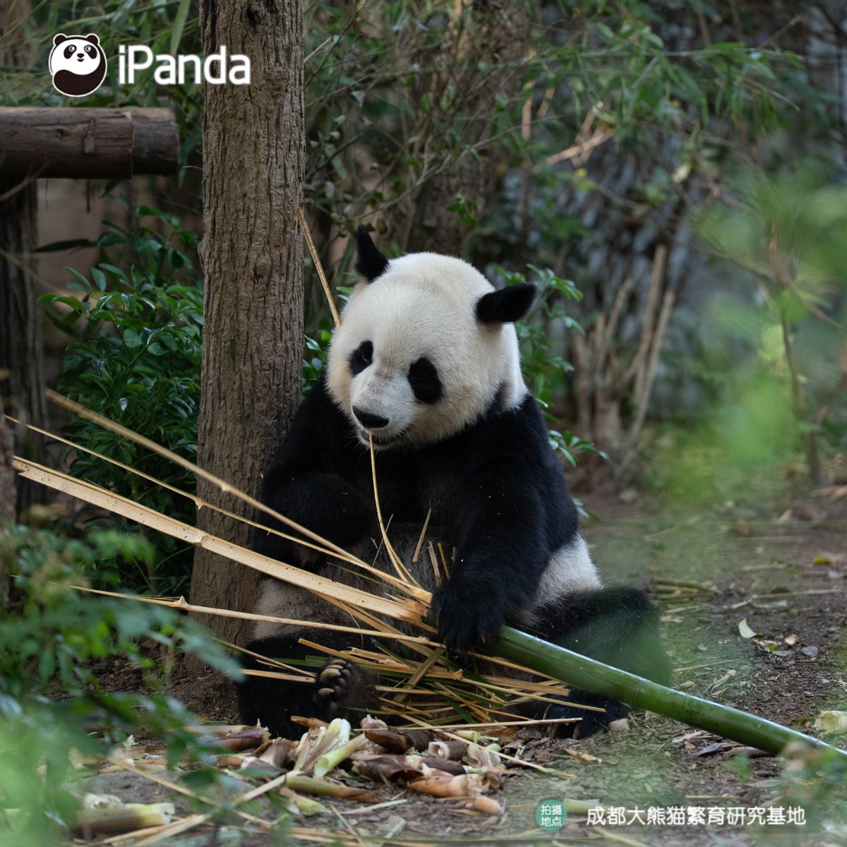 ipandacom's tweet photo. No rush, good food deserves full attention. (Chuan Zai)  

#PandaPic #ChengduPandaBase #PandaFun  

For more panda information, please check out: https://t.co/hXNeewwBNN https://t.co/2gUrgVznZw