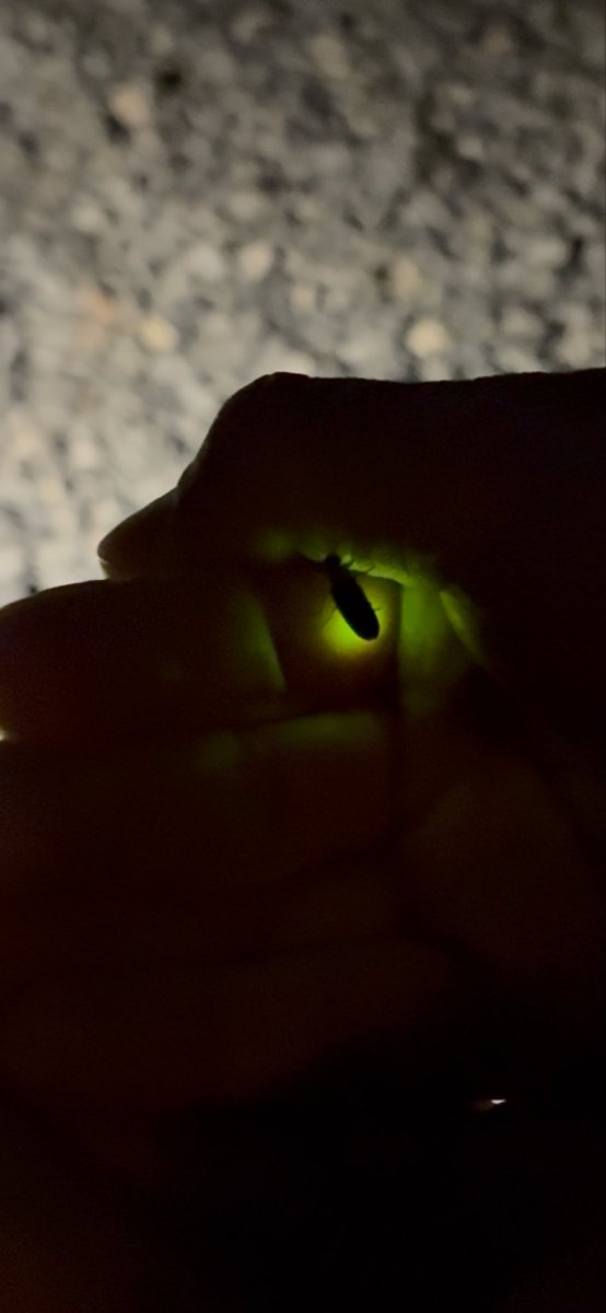 SATOYAMA_T's tweet photo. サトヤマ再生の成果の成果あり、サトヤマテラスにも蛍が戻ってきました。
この季節限定の非日常をサトヤマテラスでぜひお楽しみください。

#千葉
#satoyamaterrace 
#サトヤマテラス
#サウナ
#ホタル https://t.co/tpwqEM8ax6