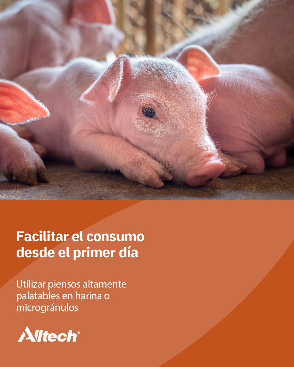 AlltechSpain's tweet photo. 🐷 ¿Estás optimizando realmente el post-destete en tu granja?

El destete es uno de los momentos más criticos en la vida del lechón. En pocos días se enfrenta a cambios bruscos de dieta, entorno y estado inmunitario. https://t.co/Uv60r4Tvb2