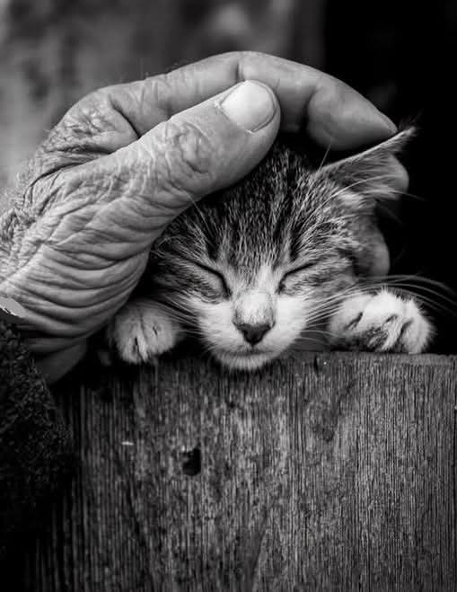 gregcatarino1's tweet photo. “for those memories are now
just like these little kittens
I hold in my hands
those can be kissed
and treasured
but not held too tightly.”
― Sanober Khan, Turquoise Silence 

Noemia Prada, photographer https://t.co/98LfP7Bouc