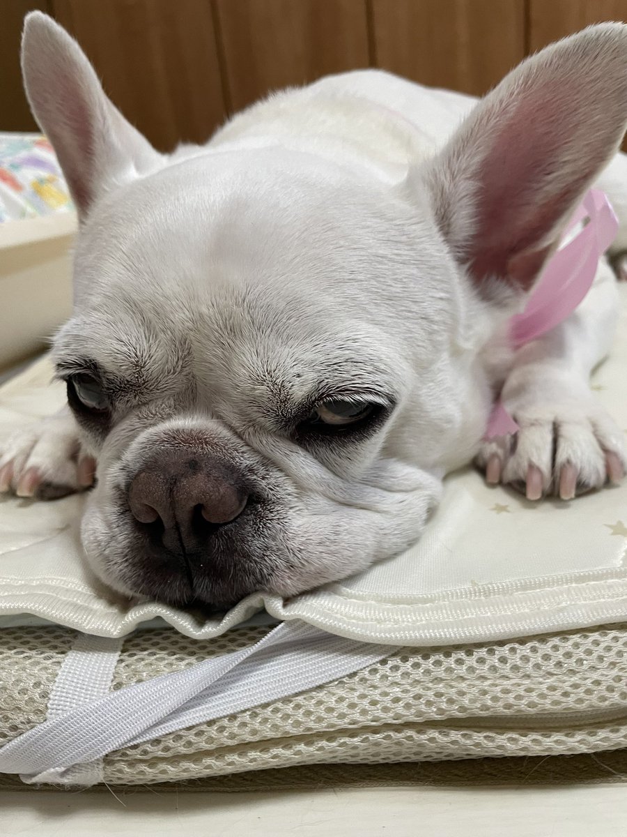 こはるとぷーすけ🐽 tweet media