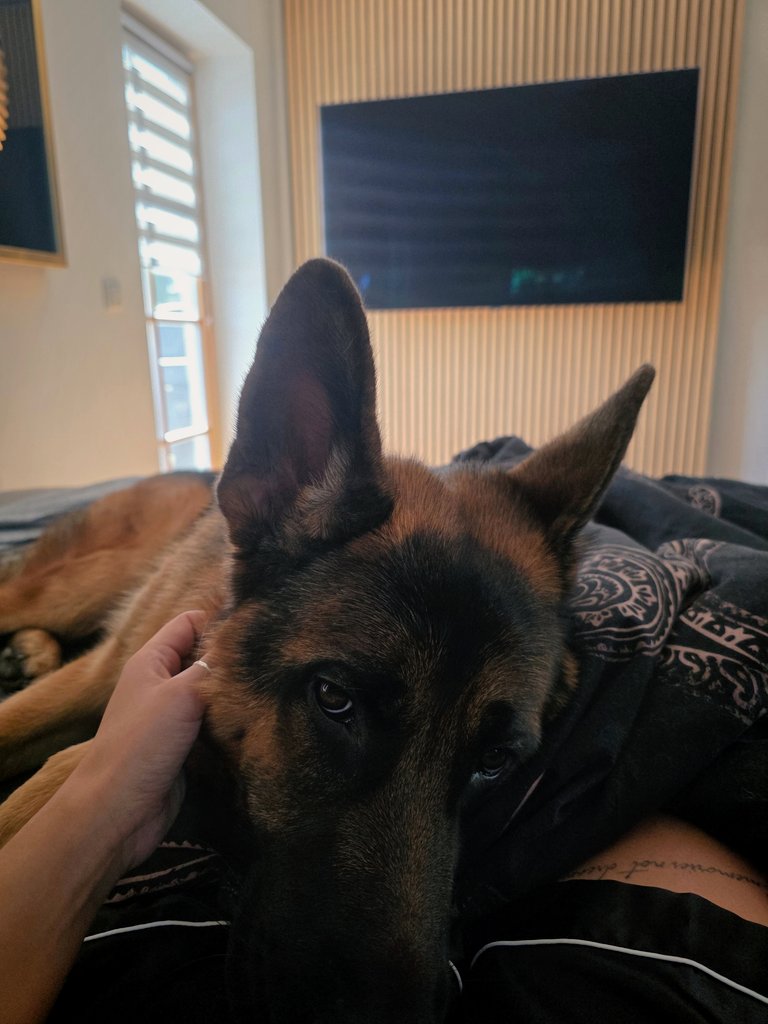 HerrinLady's tweet photo. Zuhause heilt man am besten ❤️ ich werde bald wieder fit sein und noch stärker zurück kommen 💪

Die Heilung verläuft gut, Mr. Hund weicht mir nicht von der Seite 😁. Noch heißt es schonen, schonen, schonen... aber die Energie kommt zurück ❤️ https://t.co/5xEnajntNx