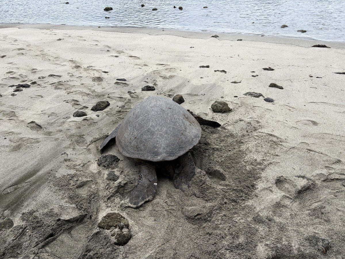 mt_seaturtle's tweet photo. 今日は宮の浜海岸にて、木に挟まって動けなくなっていたお母さんガメをレスキューしてきました🐢

観光で来られていた方や島民の方のお力をお借りして、無事に海に返すことができました🙌

引き続き、島内で困っているウミガメを見かけた際には無闇に手を触れず、海洋センターまでご連絡ください🙇‍♀️ https://t.co/UHscqW1aDe