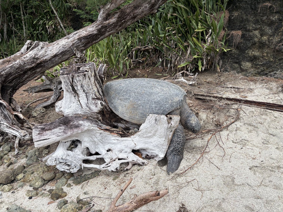 mt_seaturtle's tweet photo. 今日は宮の浜海岸にて、木に挟まって動けなくなっていたお母さんガメをレスキューしてきました🐢

観光で来られていた方や島民の方のお力をお借りして、無事に海に返すことができました🙌

引き続き、島内で困っているウミガメを見かけた際には無闇に手を触れず、海洋センターまでご連絡ください🙇‍♀️ https://t.co/UHscqW1aDe