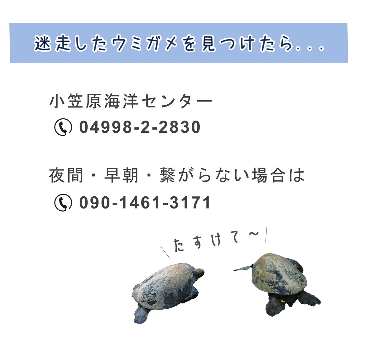 mt_seaturtle's tweet photo. 今日は宮の浜海岸にて、木に挟まって動けなくなっていたお母さんガメをレスキューしてきました🐢

観光で来られていた方や島民の方のお力をお借りして、無事に海に返すことができました🙌

引き続き、島内で困っているウミガメを見かけた際には無闇に手を触れず、海洋センターまでご連絡ください🙇‍♀️ https://t.co/UHscqW1aDe